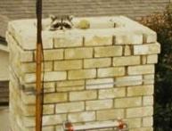 raccoon in chimney uncapped chimmey